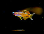 Red Neon Blue Eye Rainbow