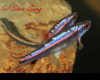 Rainbow Shiner