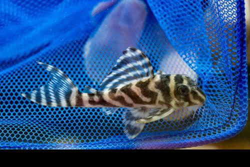 L173B Zebra Pleco