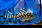 L173B Zebra Pleco
