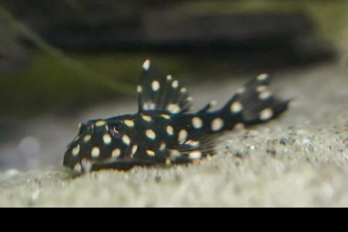 L471 Mini Snowball Pleco