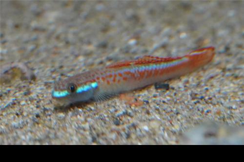 Stiphodon annieae Goby