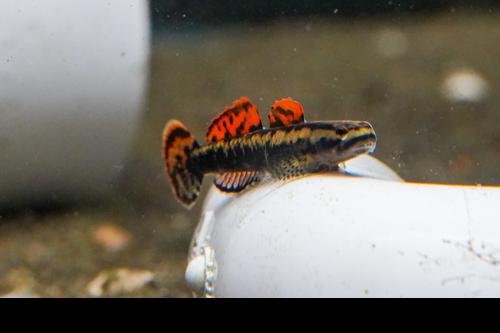 Stiphodon aureofuscus Goby