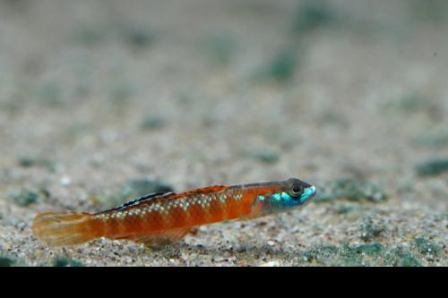 Stiphodon rutilaureus Goby