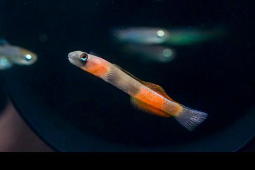 Teardrop Goby