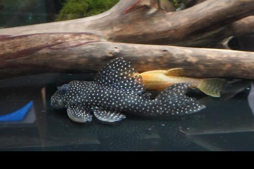 L136a Angelicus Pleco