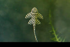 L066 King Tiger Pleco