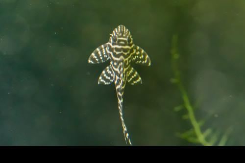 L066 King Tiger Pleco