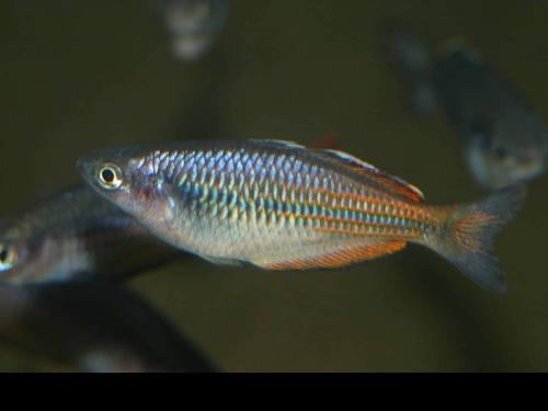 Melanotaenia sp. "Oneli"