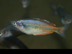 Melanotaenia sp. "Oneli"