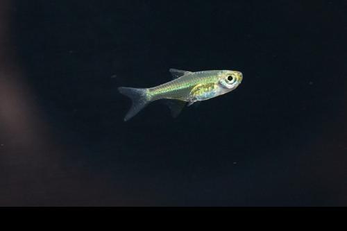 Neon Green Kubotai Rasbora