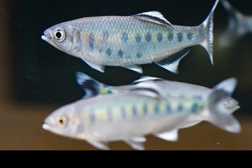 Blue Spotted Hill Trout