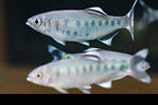 Blue Spotted Hill Trout