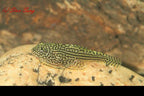 Reticulated Hillstream Loach