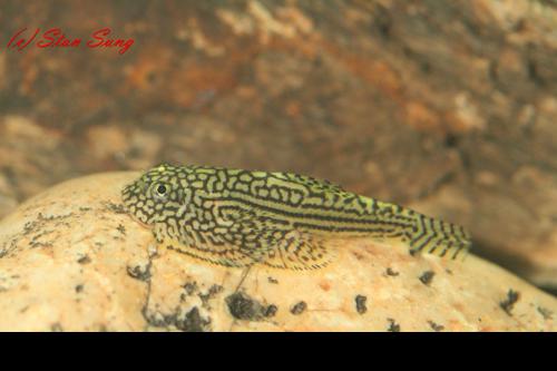 Reticulated Hillstream Loach