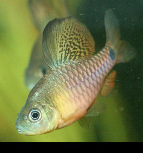 Drape Fin Barb