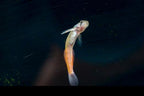 Flaming Arrow Goby