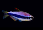 Emperor Kerri Tetra