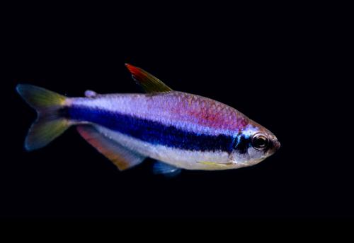 Emperor Kerri Tetra