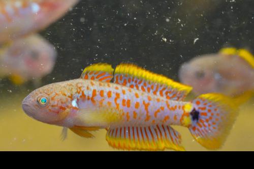 Peacock Gudgeon