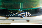 L046 Zebra Pleco