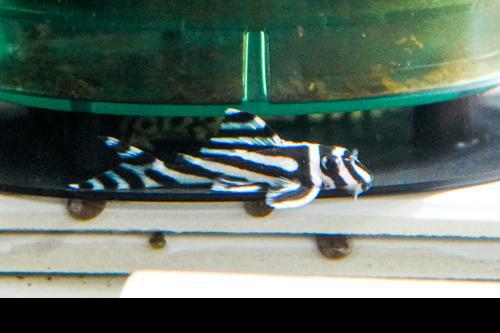 L046 Zebra Pleco