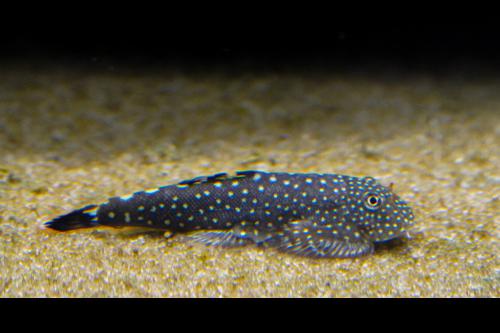 Spotted Hillstream Loach
