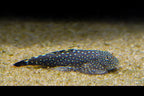 Spotted Hillstream Loach