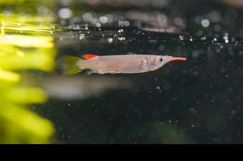 Wrestling Halfbeak