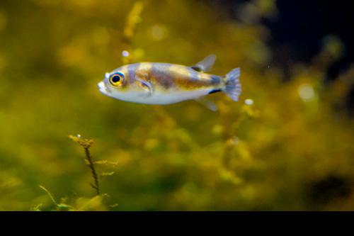 Amazon Puffer