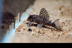L136b Demini Angelicus Pleco