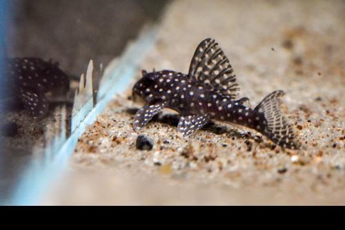 L136b Demini Angelicus Pleco