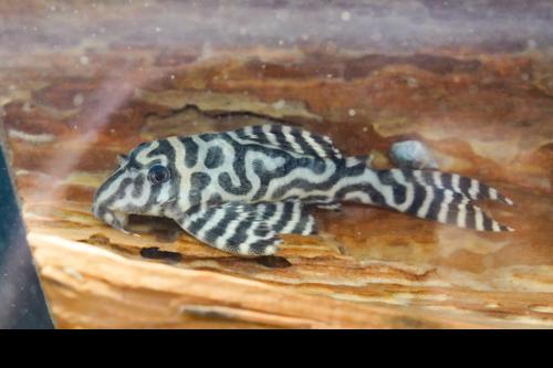 L236 Pleco RB Line