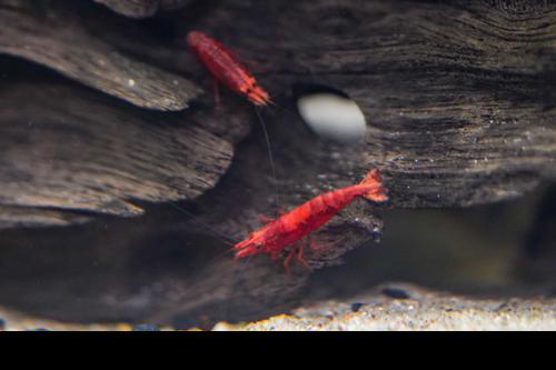 Red Cherry Shrimp, (4 pack)