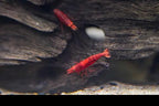 Red Cherry Shrimp, (4 pack)