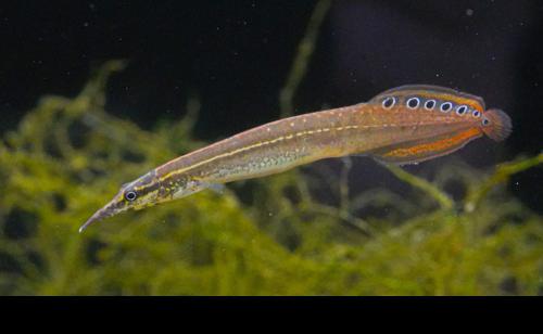 Dwarf Redtail Eel