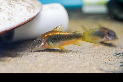 CW010 Gold Laser Cory