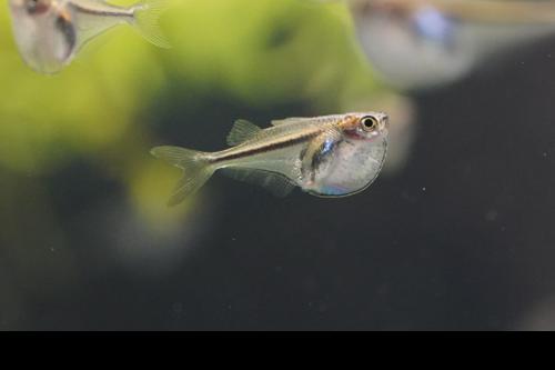 Pygmy Hatchet Fish 'Rio Momon'