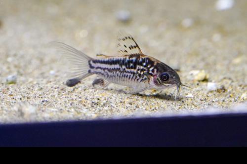 Elegant Cory