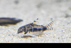 Dwarf Salt and Pepper Cory