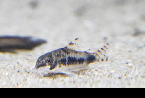 Dwarf Salt and Pepper Cory