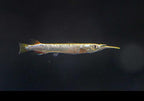 Platinum Halfbeak