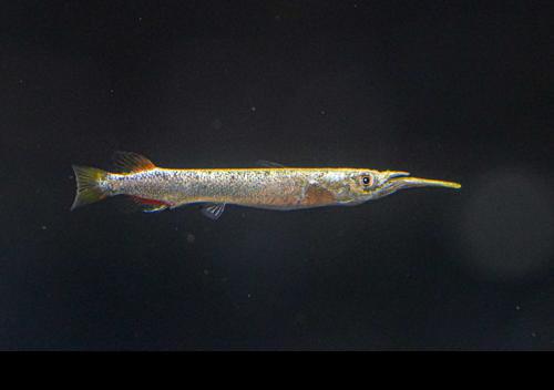 Platinum Halfbeak