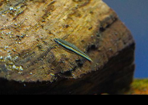 Three Lined Pencilfish 'Rio Nanay'