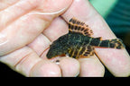 Clown Pleco