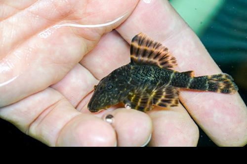 Clown Pleco