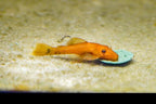 Super Red Bushynose Pleco