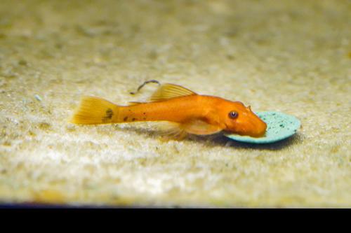 Super Red Bushynose Pleco