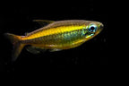 Golden Congo Tetra Lefini River