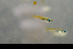 Normans Lampeye Killifish